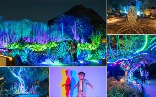 Summer Garden After Dark | Desert Botanical Garden